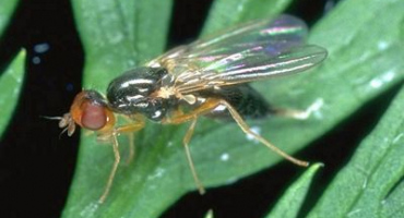 Jak se vypořádat s mrkvovou mouchou s amoniakem